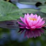 lotus